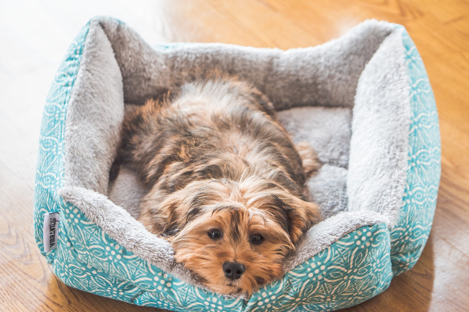 The Ultimate Guide to Dog Beds: Choosing Comfort, Support, and Style for Your Furry Friend