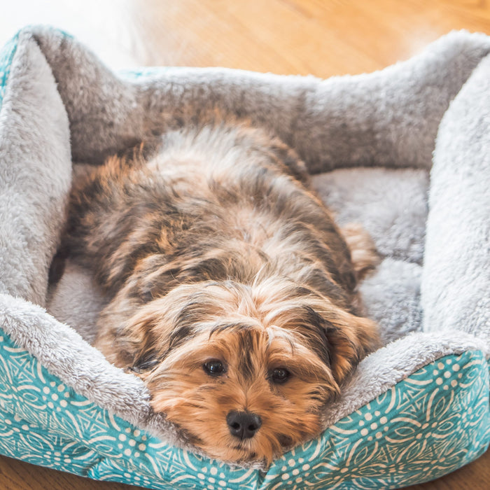 The Ultimate Guide to Dog Beds: Choosing Comfort, Support, and Style for Your Furry Friend
