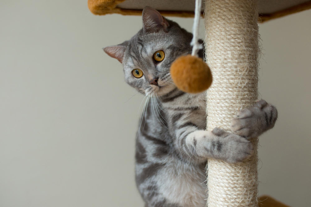 Cat Scratching & Furniture